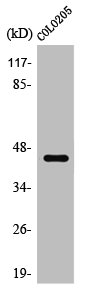 HTR4 antibody