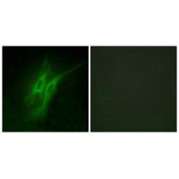 HTR4 Antibody