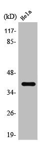 HTR5A Antibody