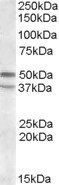 Goat anti-HTR7 / 5-HT7 Antibody