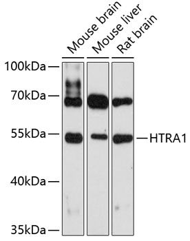 HTRA1 antibody