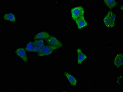 HTRA1 Antibody