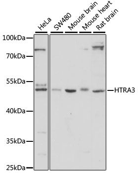 HTRA3 antibody