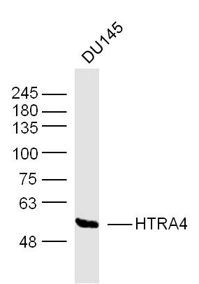 HTRA4 antibody