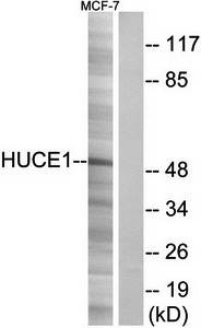 HUCE1 antibody