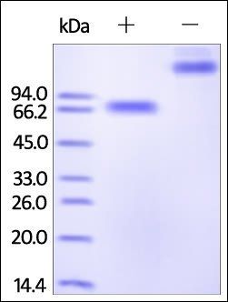 Human 2B4 / CD244 / SLAMF4 Protein