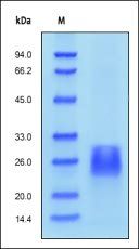 Human Activin RIIB Protein, His Tag