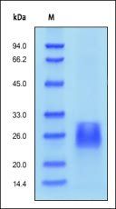 Human Activin RIIB / ACVR2B Protein