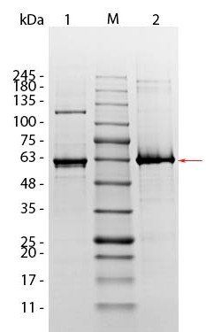 Human AKT1 (phosphatase treated) protein