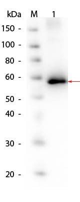 Human AKT1 protein