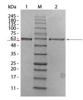 Human AKT2 (phosphatase treated) protein