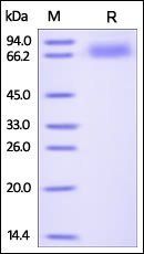Human ALCAM Protein, His Tag