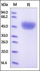 Human Serpin A1 Protein, His Tag