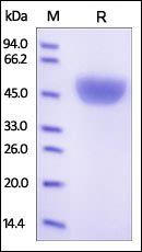 Human Serpin A1 Protein