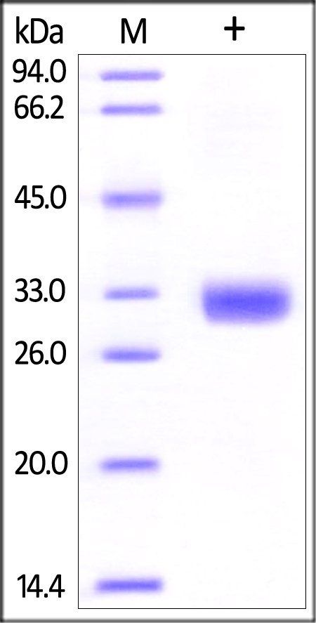 Human Angiopoietin-2 / ANGPT2 (275-496) Protein