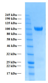 Human APP alpha protein