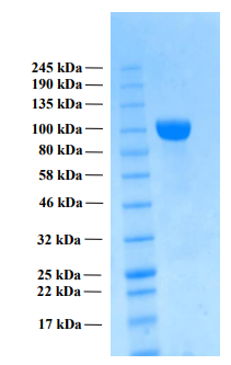 Human APP beta protein