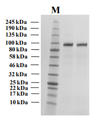 Human ATX protein