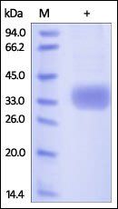 Human Azurocidin / CAP37 / AZU1 Protein