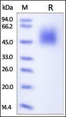 Human B7-1 / CD80 Protein