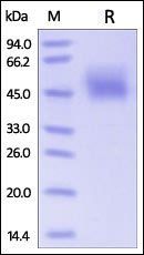 Human B7-2 / CD86 Protein