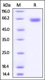 Human B7-H3 / CD276 Protein