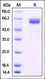 Human B7-H5 / Gi24 / VISTA Protein