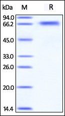 Human BACE-1 Protein