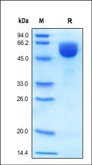 Human BACE-1 Protein