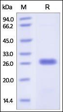 Human Bcl-x / BCL2L1 Protein