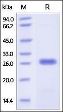 Human Bcl-x Protein, His Tag