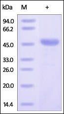 Human Bcl-x / BCL2L1 Protein