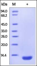 Human beta 2-Microglobulin / B2M Protein