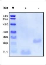 Human BMP-2 Protein