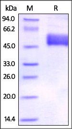 Human BTLA (31-134) Protein