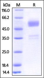 Human BTLA (31-150) Protein