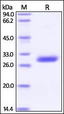 Human BTN3A3 / BTF3 Protein