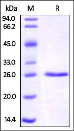 Human C-Reactive Protein (CRP) Protein