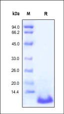 Human Complement C5a Protein