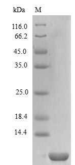 Human CCL14 protein (Active)