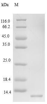 Human CCL15 protein (Active)