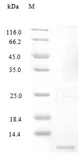 Human CCL4 protein (Active)