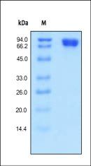 Human MCAM / CD146 Protein