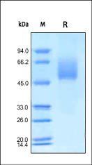Human CD155 / PVR Protein