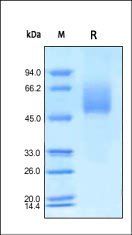 Human CD155 Protein, His Tag