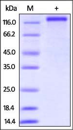 Human CD163 Protein