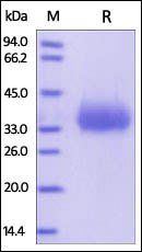 Human CD2 / SRBC Protein