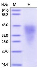 Human CD300c / LMIR2 Protein