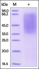 Human CD300LG / Nepmucin Protein