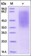 Human CD300LG Protein, His Tag